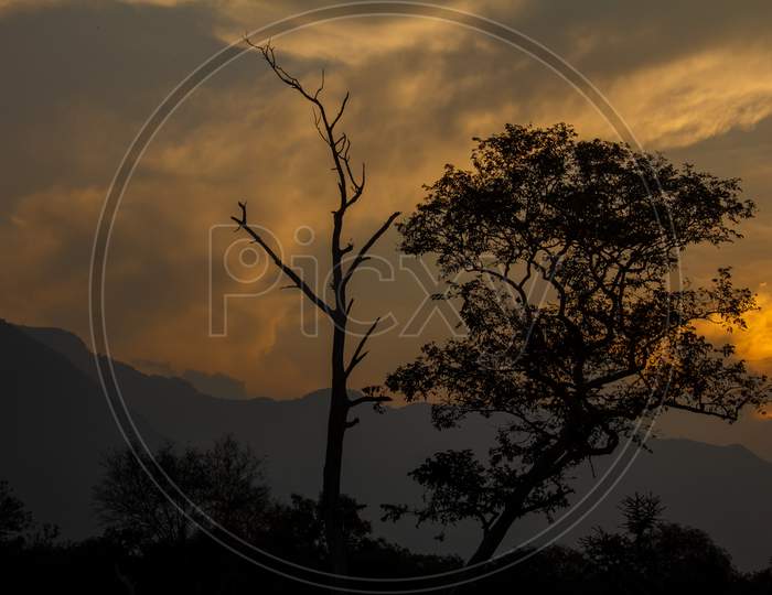 Scenic View Of Sunset With Tree Silhouette In Forest Area Along Masinagudi, Mudumalai National Park, Tamil Nadu - Karnataka State Border, India