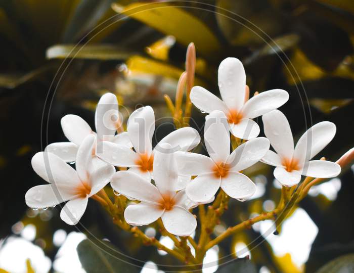 A white flowers are so beautiful lika
