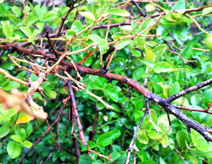 Dead Branch On Lemon Tree With Water Drops On Leaves In Raining