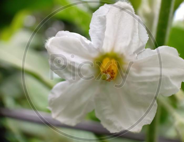 Brinjal White Flower In Close Up View