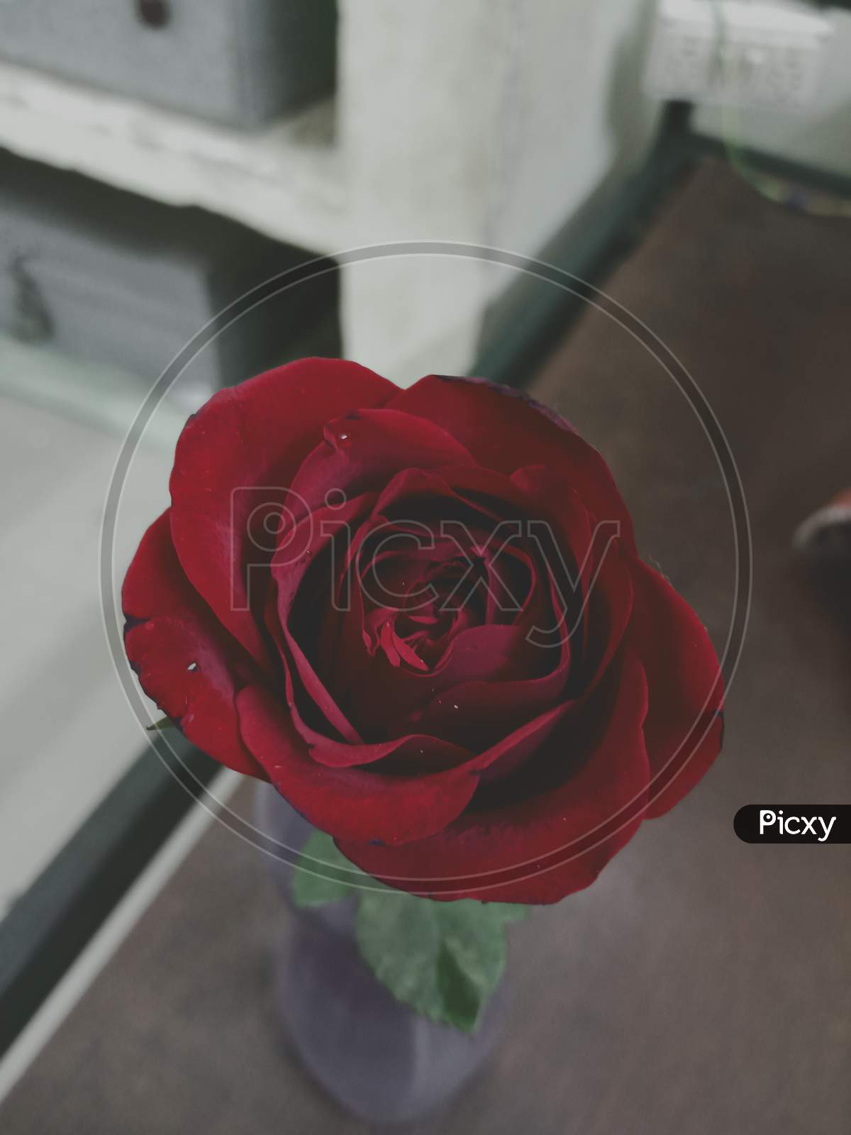 Red Rose on a wooden table