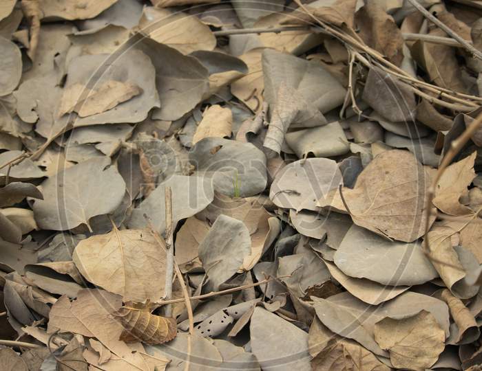 Gunda Fruit Leaves Scattered In Autumn