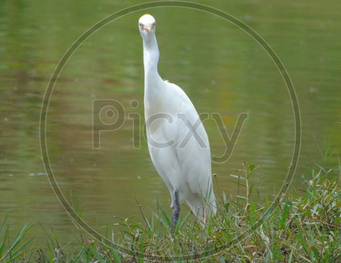 A big white heron in the lake