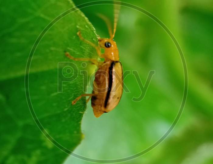 Insect On A Green Leaf