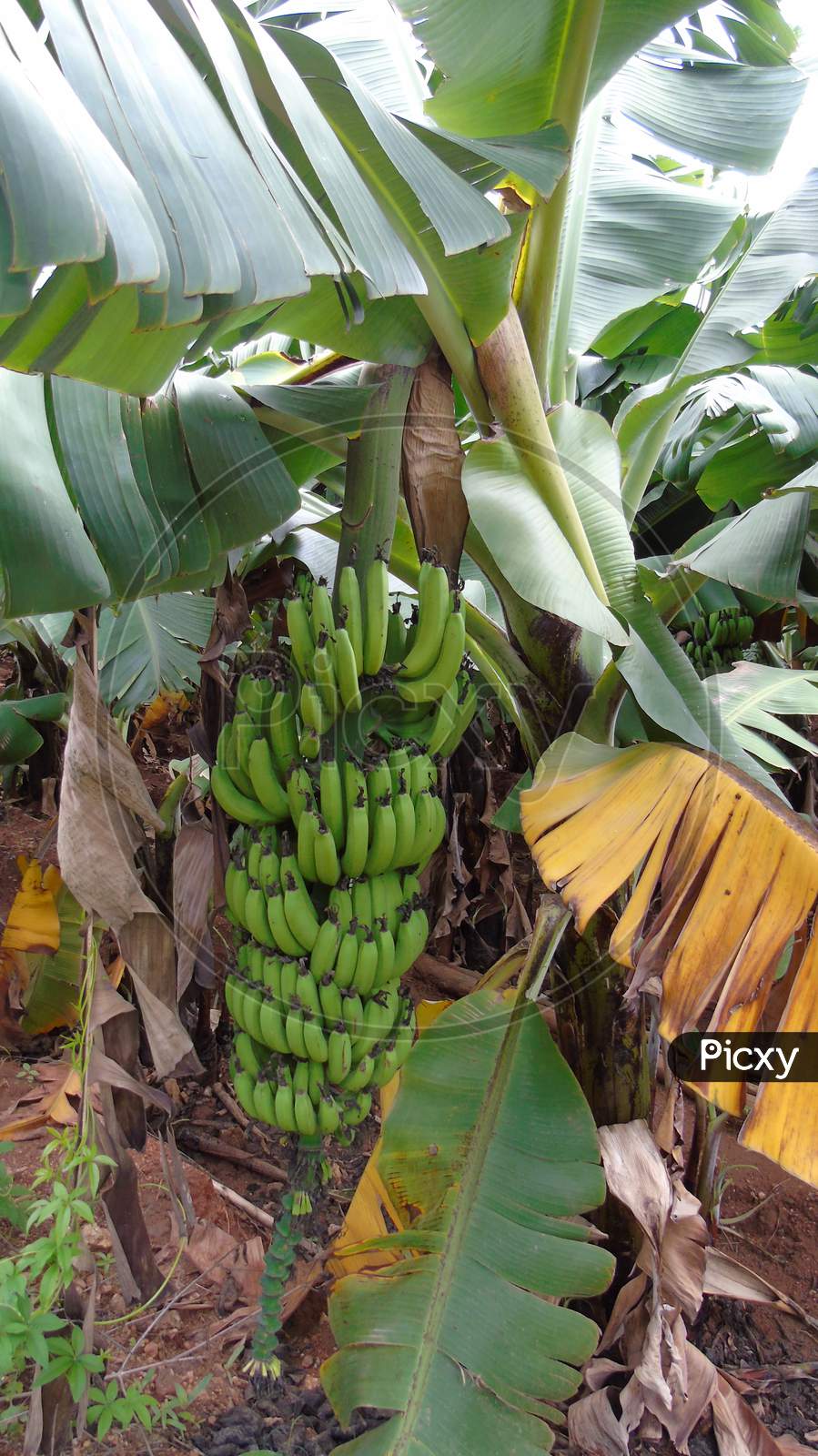 Banana plant with bunch of green banana