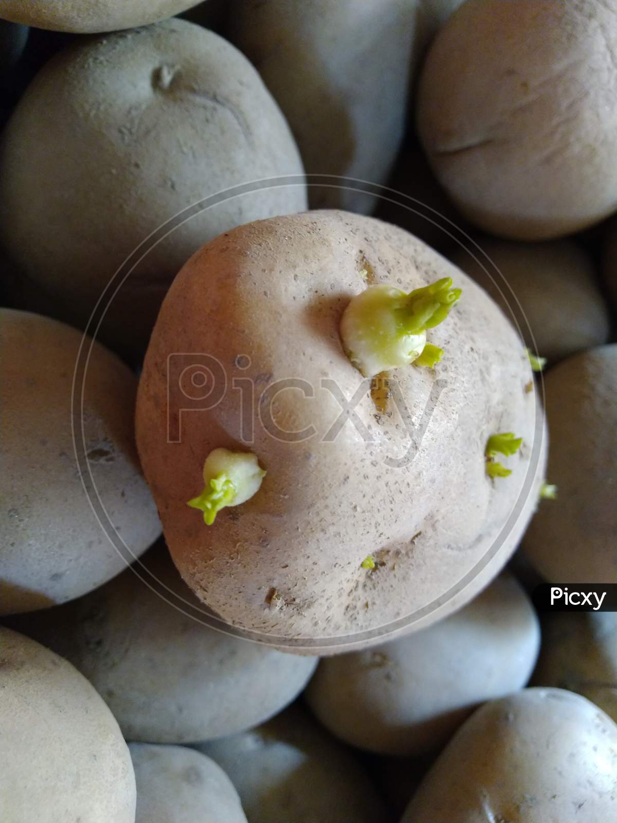 A close up view of fresh potato