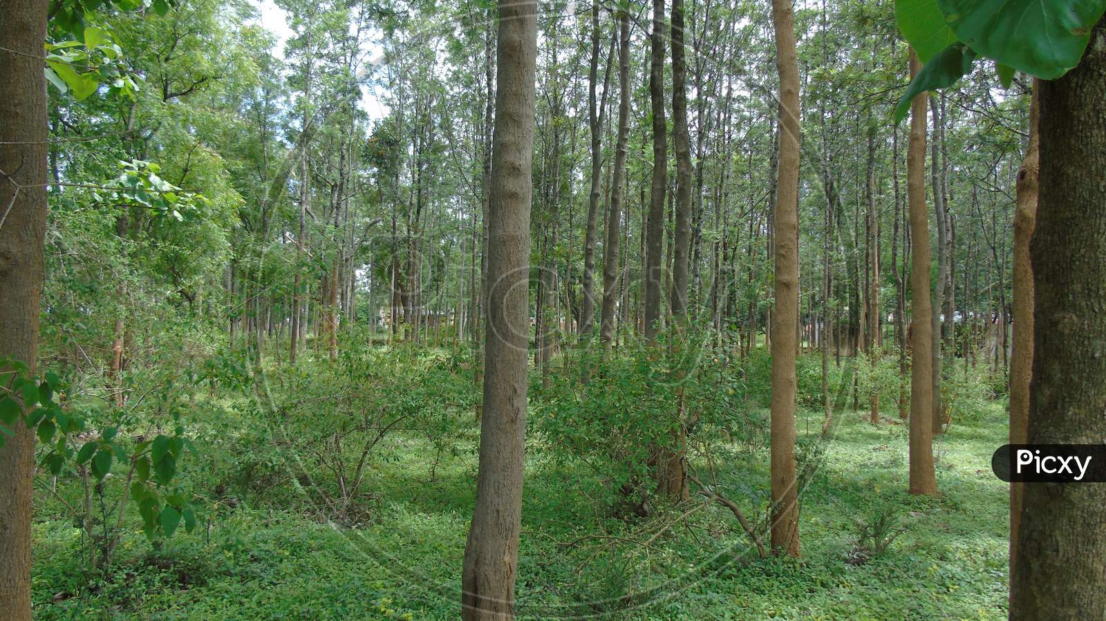 teak wood plantation