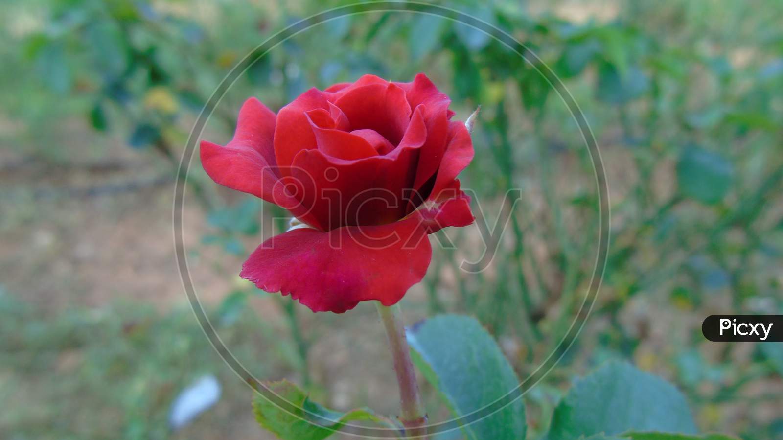 Rose flower in the garden