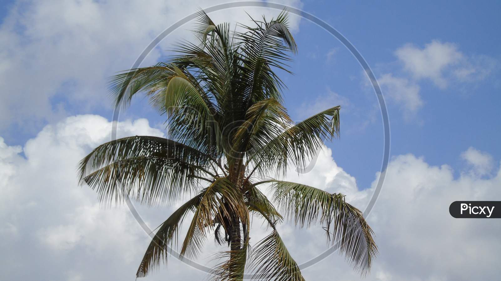 coconut tree in cloudy sky