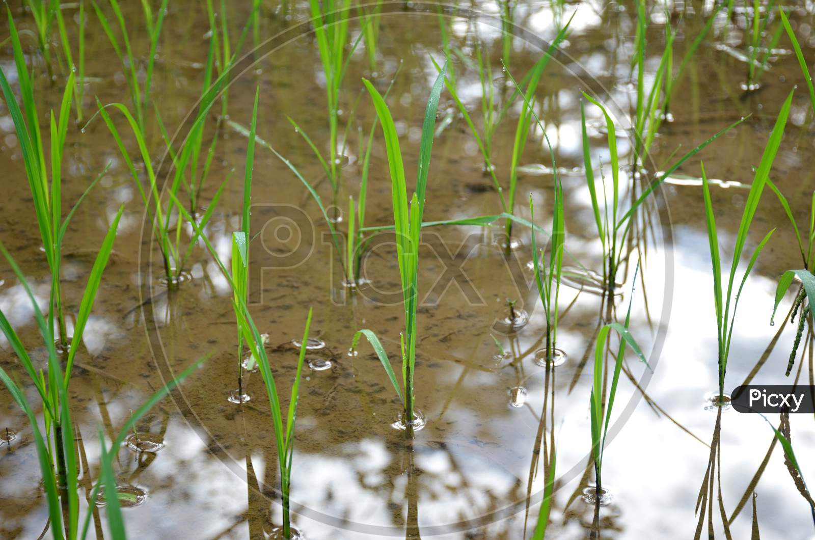 the green paddy plant seedlings in the water field.