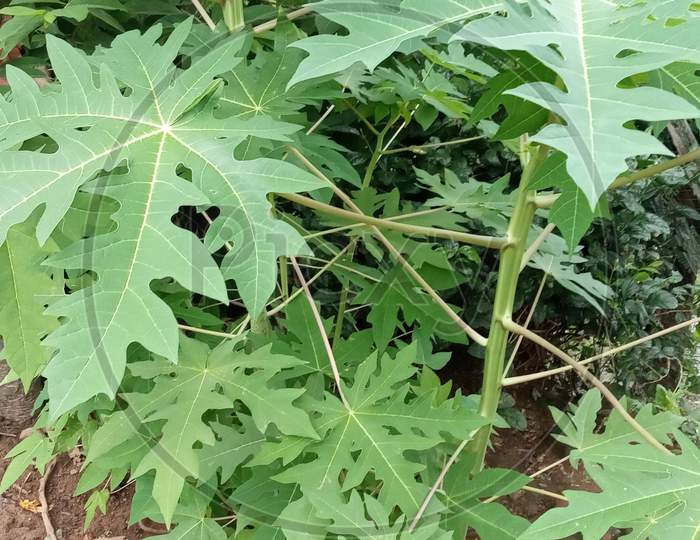 Papaya plant green