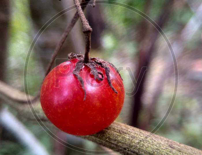 A red cherry tomatoe