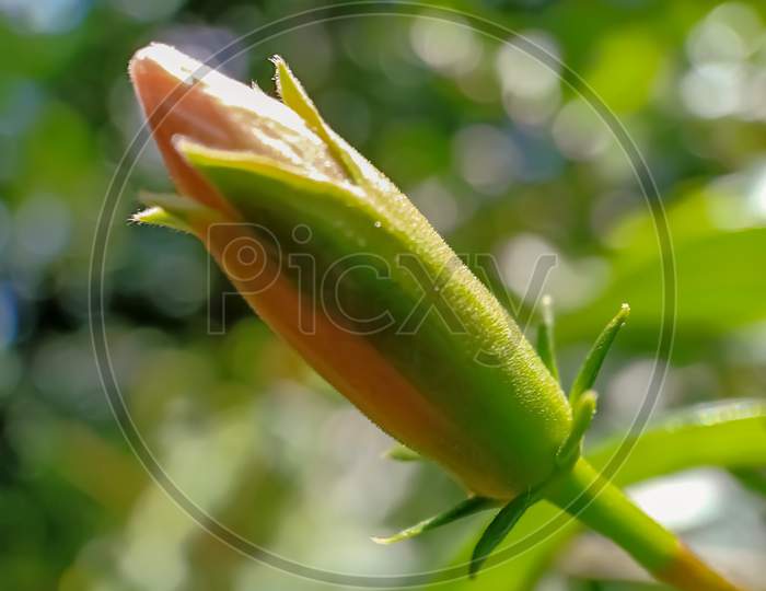 Hibiscus Rosa Bud In Close Up
