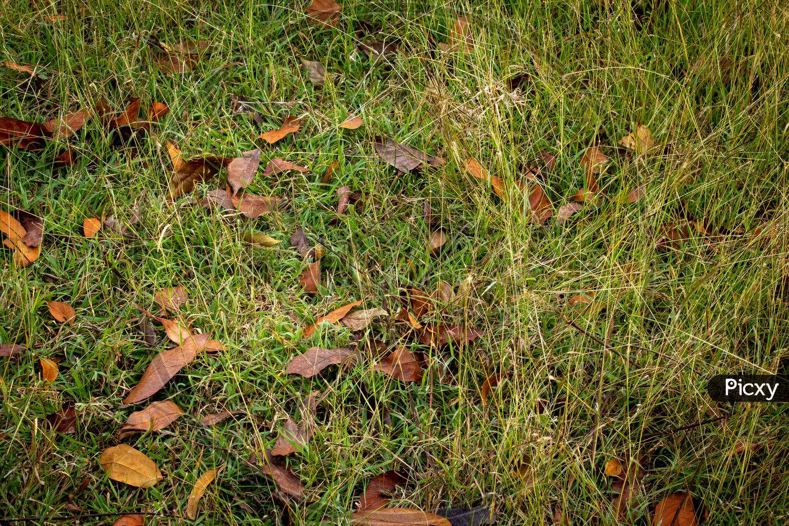 Dried Fallen Leaves Over The Uneven Grass In Forest Area