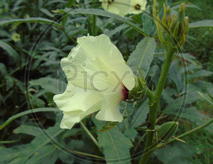 lady finger plant with flower