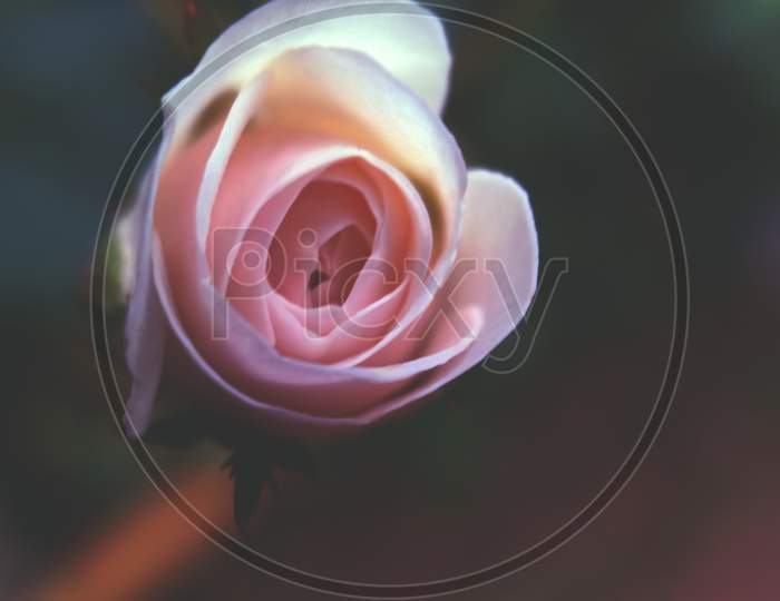 Rose Flower Isolated And Close Up View
