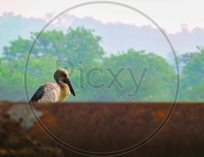 Bird Image of an Asian openbill stork(Anastomus oscitans) with natural green background.Half hidden Asian openbill Stork.