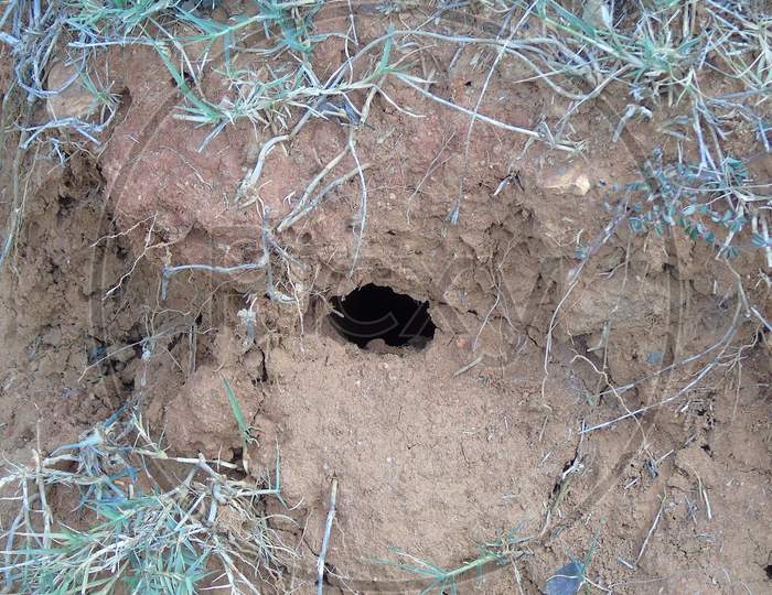 snake hole on  soil
