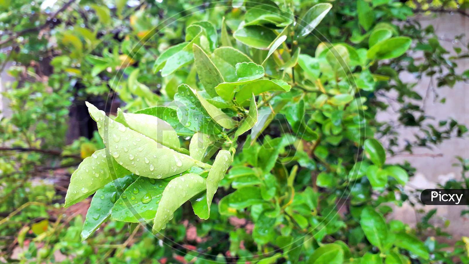 Bud Or Bunch Of New Leaves Of Lemon Tree With Water Drops In Raining