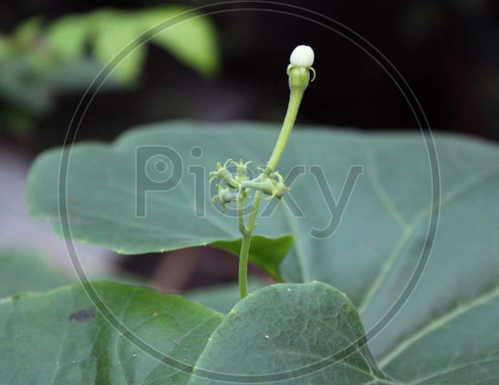 Close up vegetable flower with fresh leaf