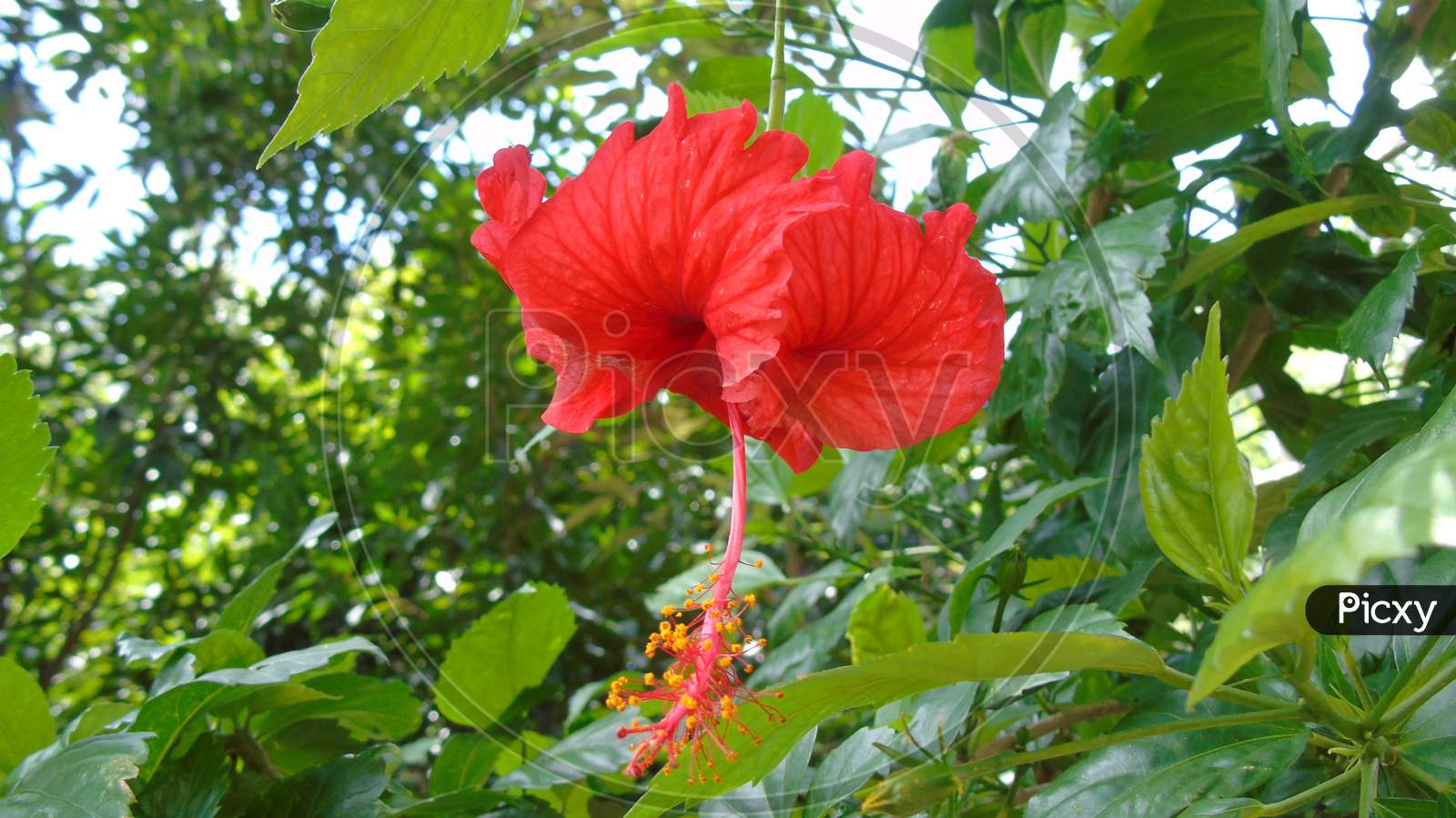 red Hibiscus flower in green plant