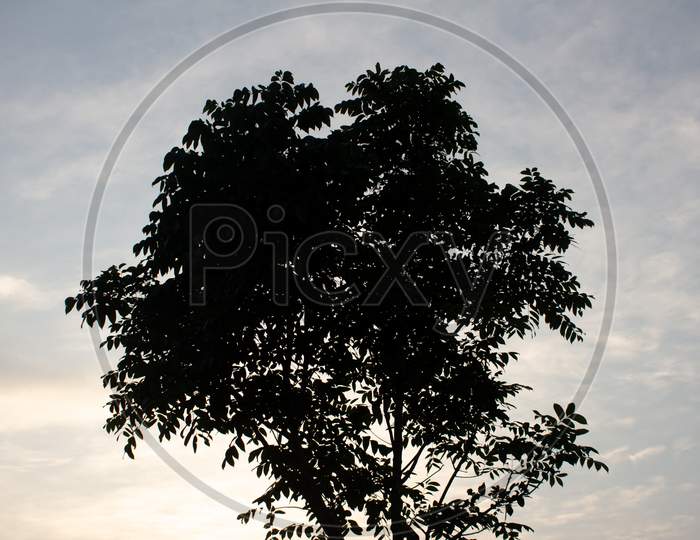 Beautiful Silhouette Effect Of Tree Against Evening Sky. Photographed In Masinagudi, Mudumalai National Park, Tamil Nadu - Karnataka State Border, India.