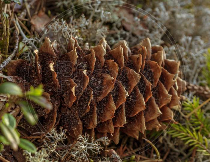 Pine Cone In Forest Moss Covered Ground