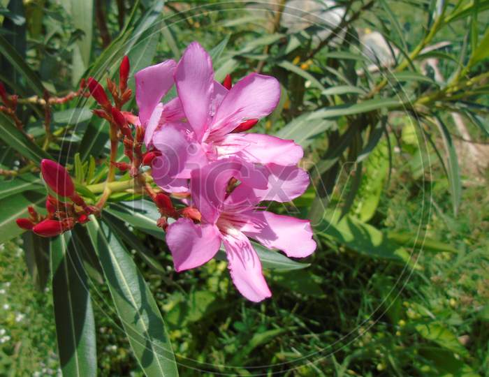 cute pink flower on green plant