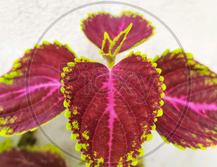 coleus leaf in a blur background. Plectranthus scutellarioides