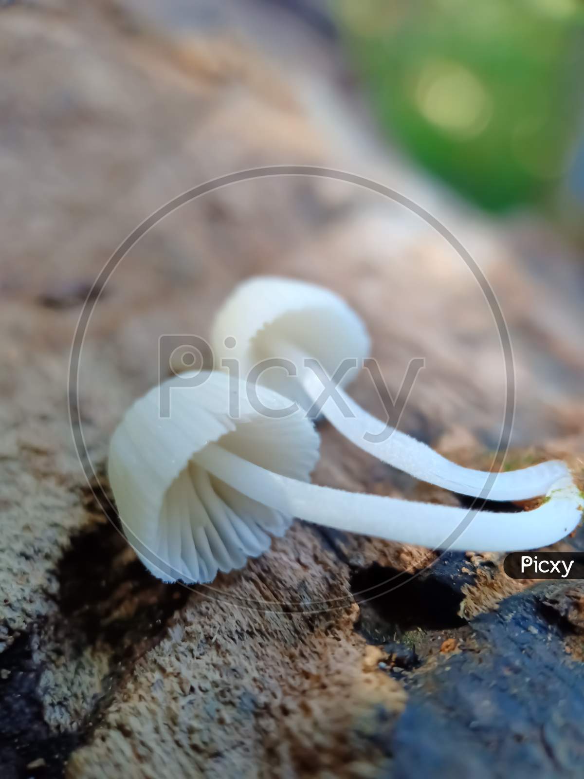 Two White Wild Mushrooms On A Wood
