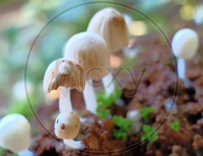 Wild Mushrooms Close Up And Soil
