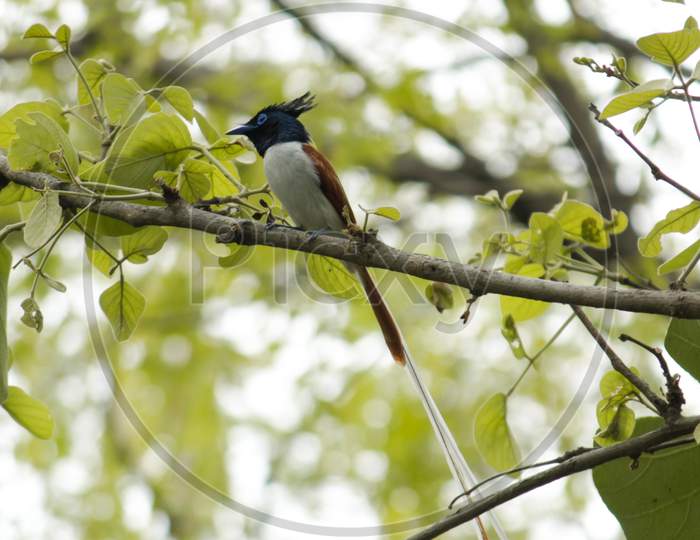 Asian Paradise Flycatcher Or Indian Paradise Flycatcher Sitting On A Branch