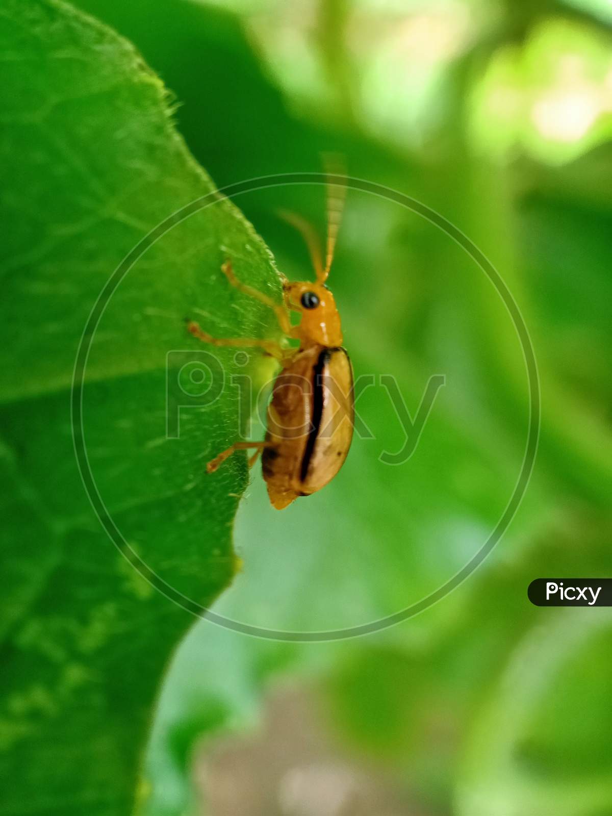 Insect On A Green Leaf