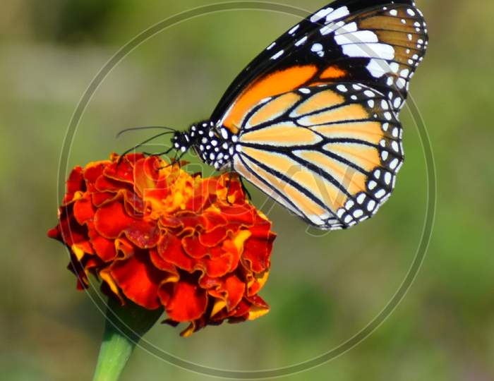 Lovely Butterfly On The Red Flower In The Nature