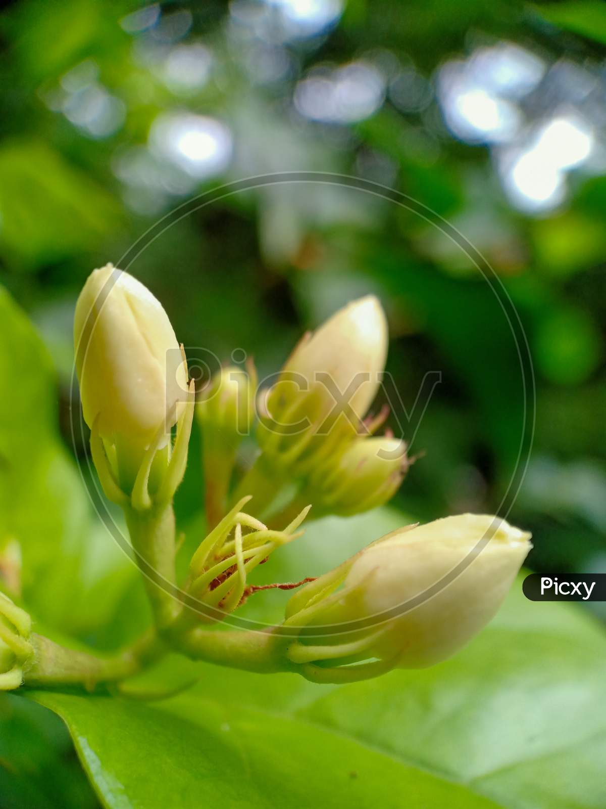 Jasmine Buds In Close Up View
