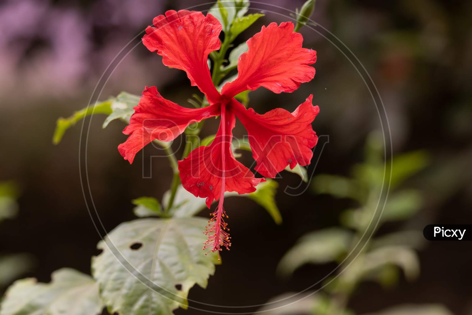 Hibiscus Flower Blooming With Five Red Petals