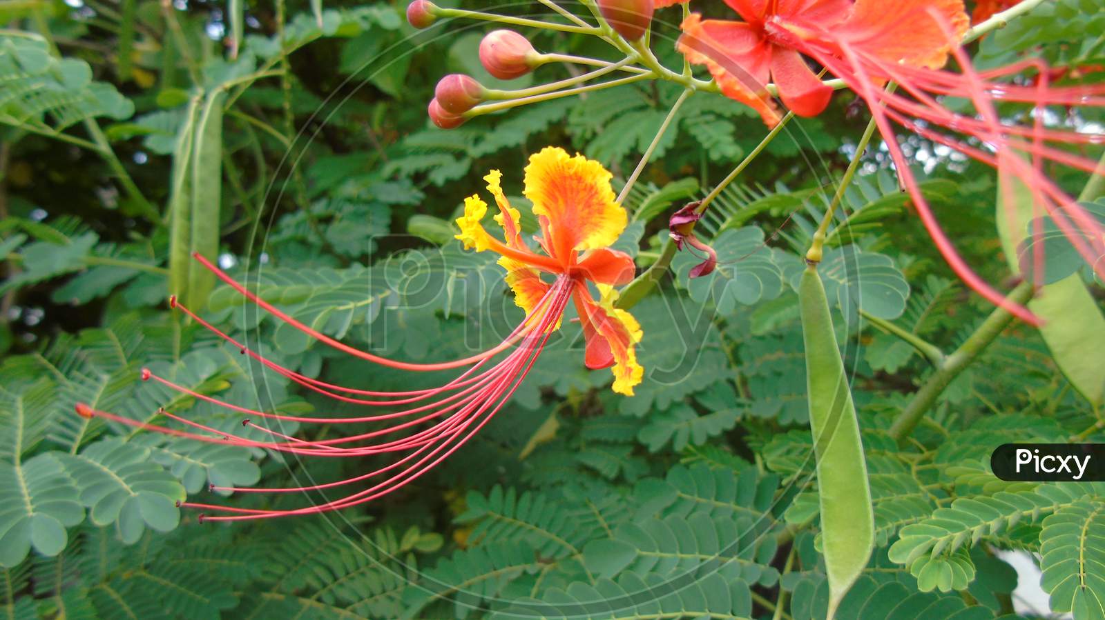 Yellow and red peacock flower