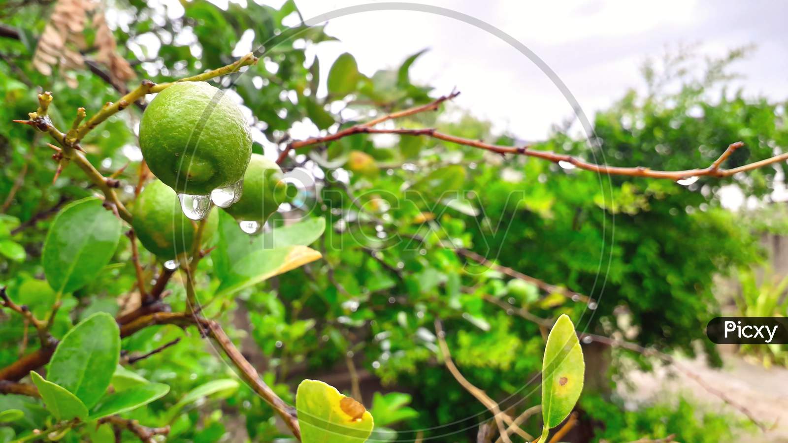 Green Raw Lemon Hanging On Branch With Water Drops In Rain