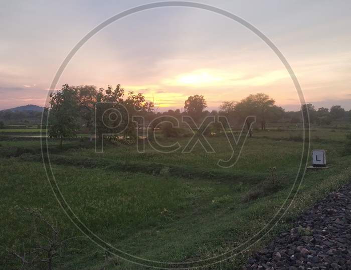 Sunset View In Indian Grassy Farm In Monsoon Evening