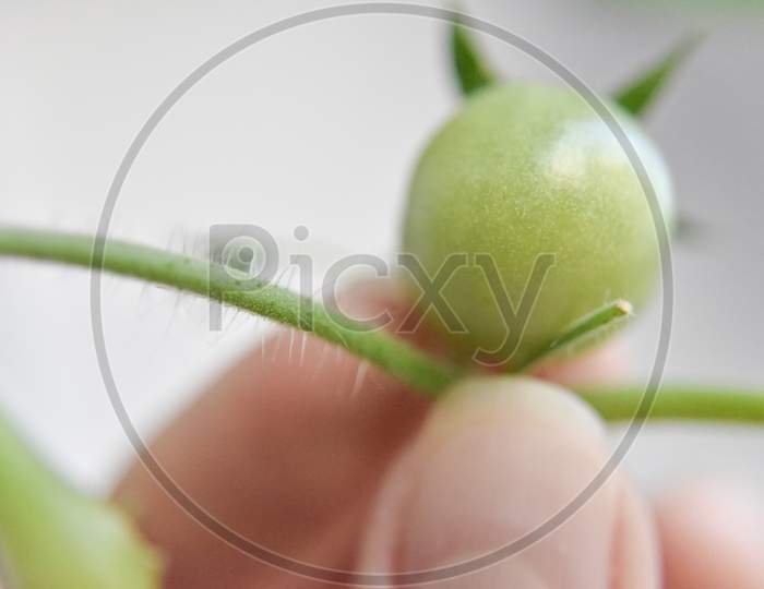 Close-Up Look At The Green Tomato On The Branch Selective Focus