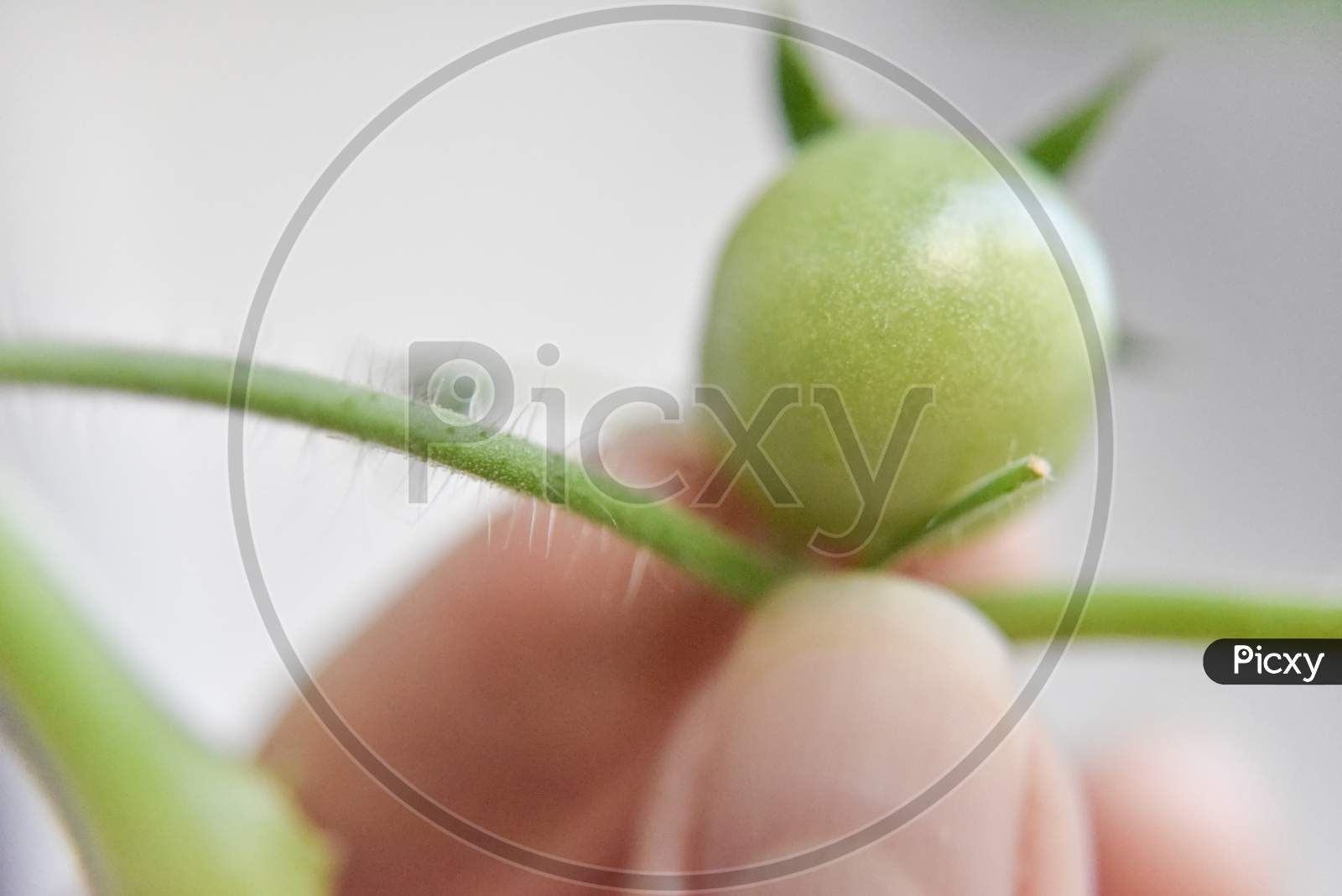 Close-Up Look At The Green Tomato On The Branch Selective Focus