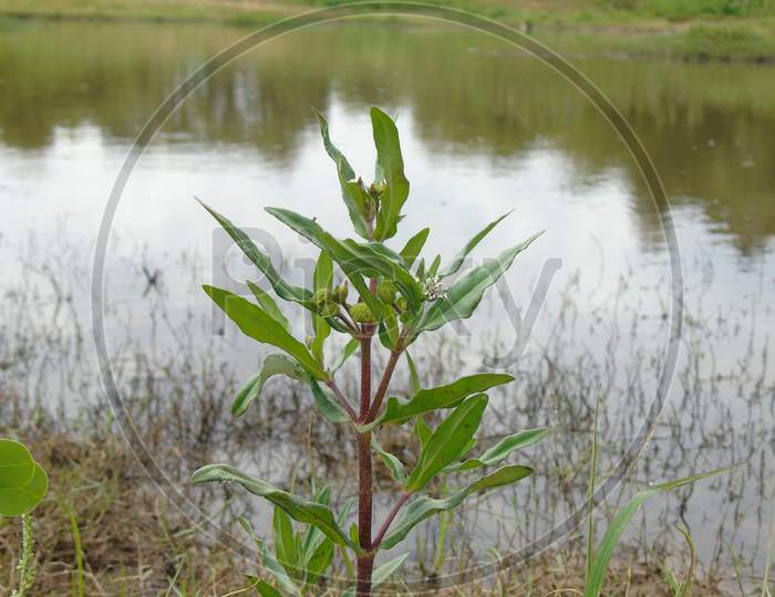 green plant near the lake side