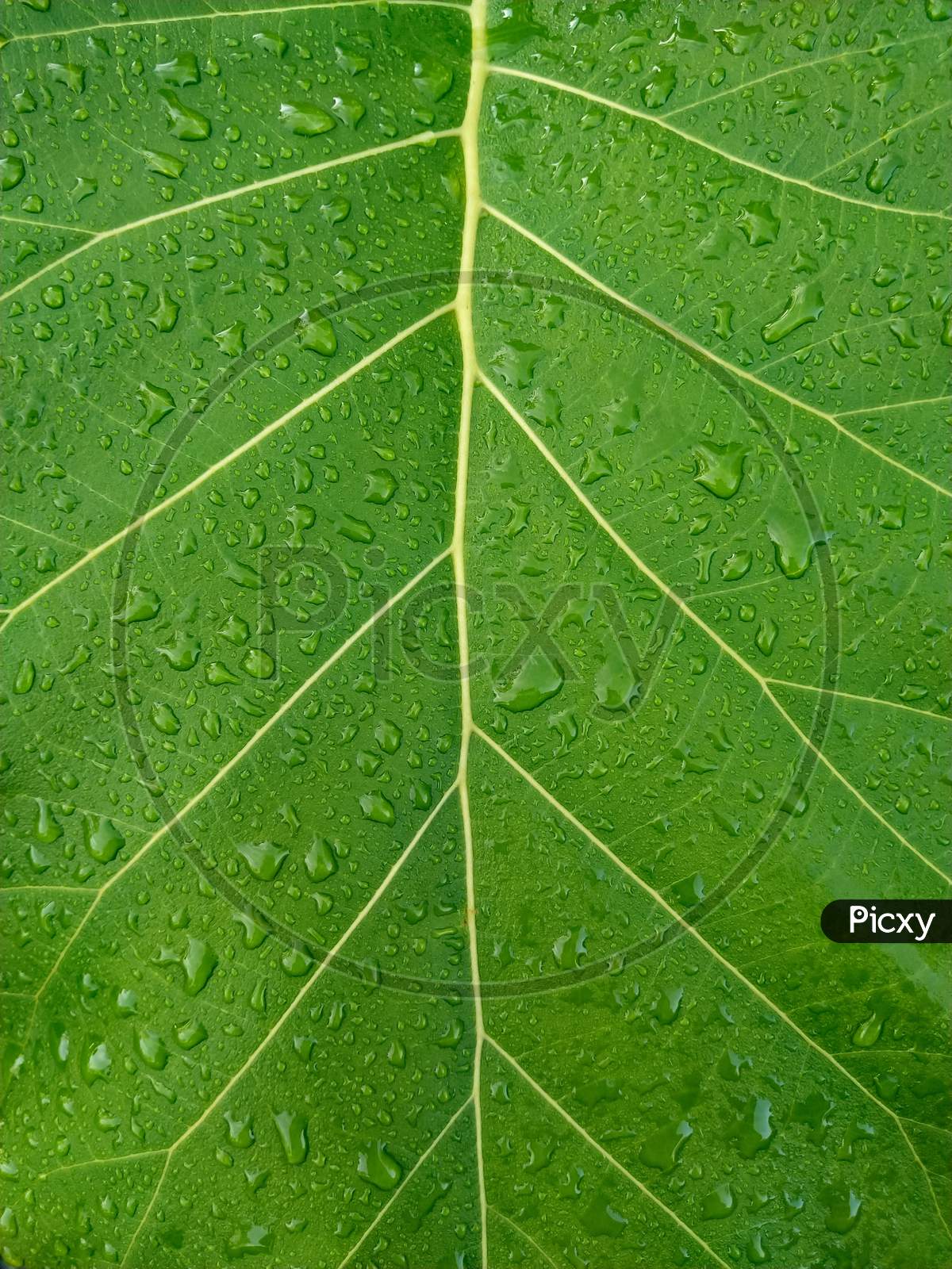 Green Leaf With Leaf Veins And Water Droplets
