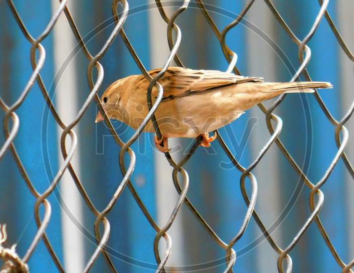 Bird image, Sparrow sitting on net iron fencing with opposite facing having blue and white background.