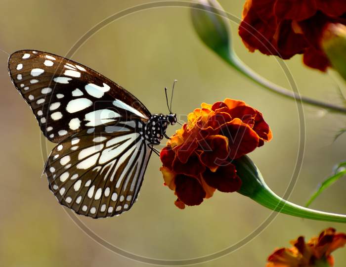 Lovely Butterfly On The Red Flower In The Nature