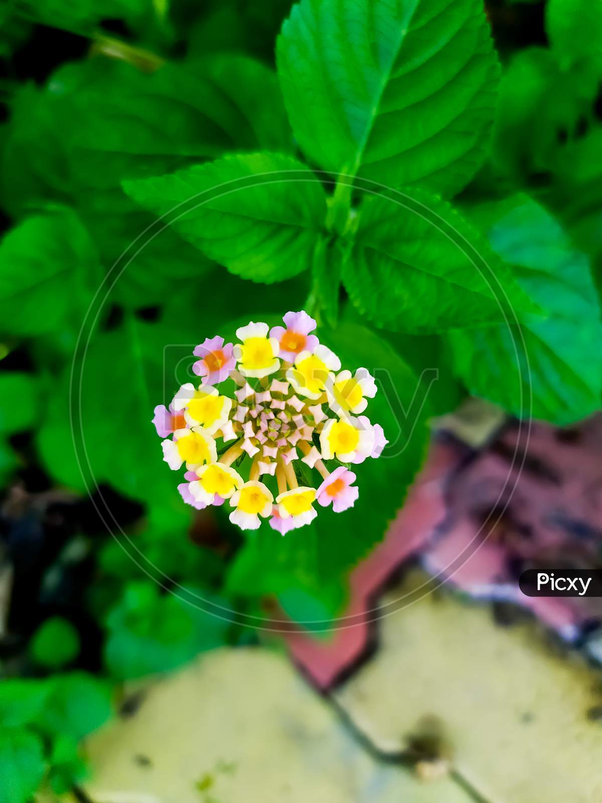 Lantana camara flower. common names are big-sage, wild-sage, red-sage, white-sage, korsu wiri or korsoe wiwiri, tickberry, West Indian lantana, umbelanterna and Gu Phool in Assam.