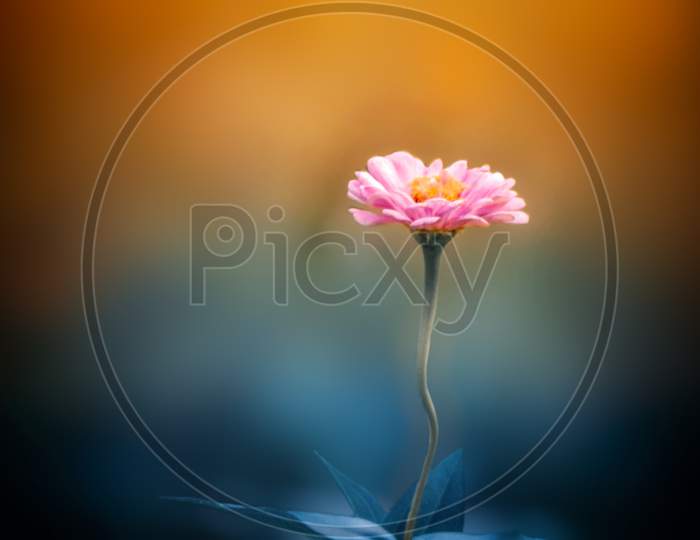 Pink Zinnia Flower close up shot in colorful background