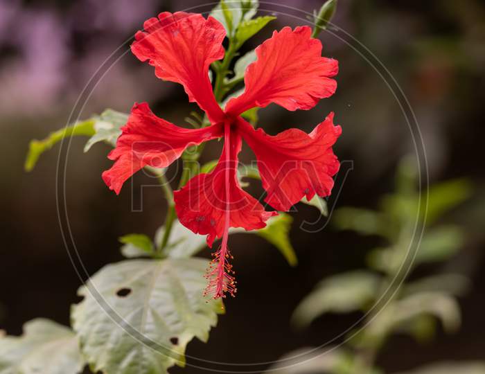 Hibiscus Flower Blooming With Five Red Petals