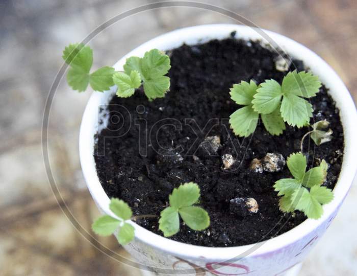 Selective Focus At The Pot With Small Strawberry Plants