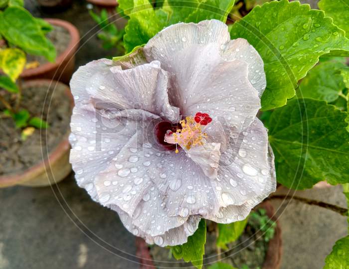 Water Droplets On A Beautiful White Hibiscus Flower
